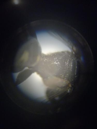 Crabro alpinus